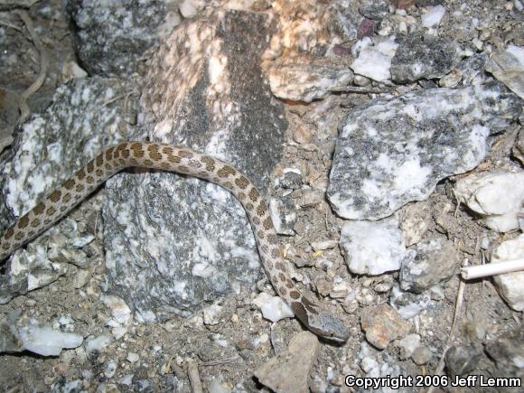 Desert Nightsnake (Hypsiglena chlorophaea deserticola)