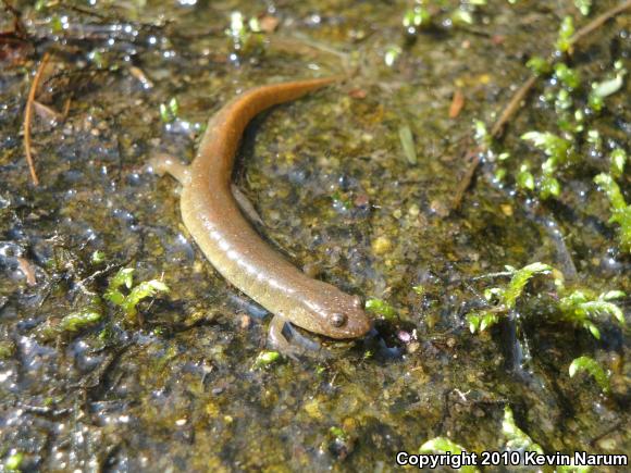 Santeetlah Dusky Salamander (Desmognathus santeetlah)