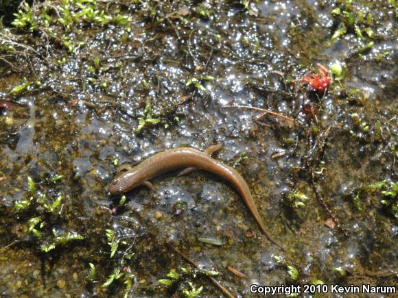 Santeetlah Dusky Salamander (Desmognathus santeetlah)