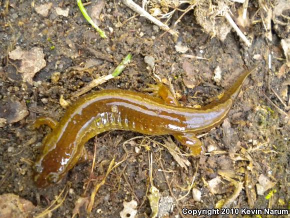 Santeetlah Dusky Salamander (Desmognathus santeetlah)