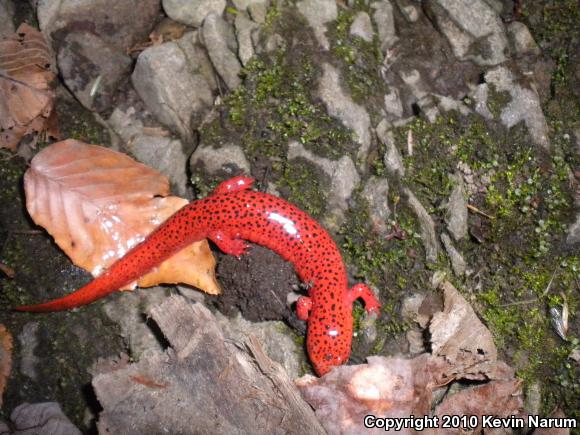 Black-chinned Red Salamander (Pseudotriton ruber schencki)