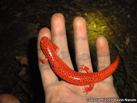 Black-chinned Red Salamander (Pseudotriton ruber schencki)