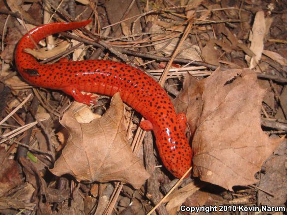 Black-chinned Red Salamander (Pseudotriton ruber schencki)