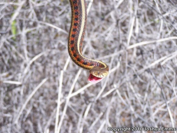 New Mexico Gartersnake (Thamnophis sirtalis dorsalis)