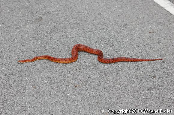 Corn Snake (Pantherophis guttatus guttatus)