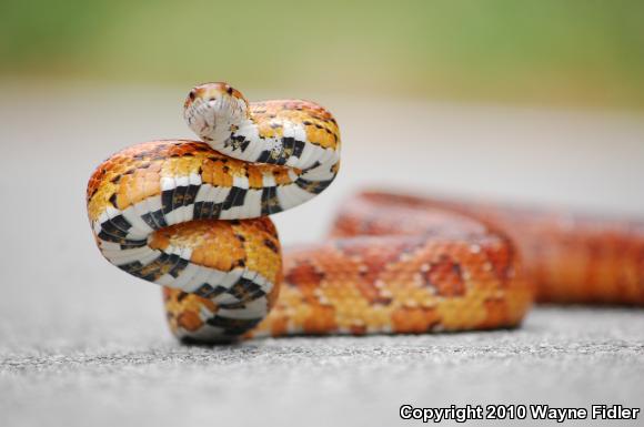 Corn Snake (Pantherophis guttatus guttatus)