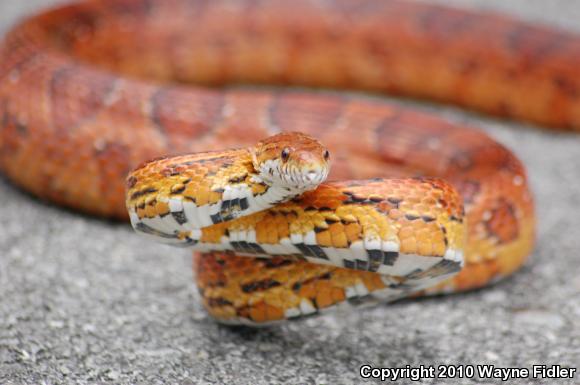 Corn Snake (Pantherophis guttatus guttatus)