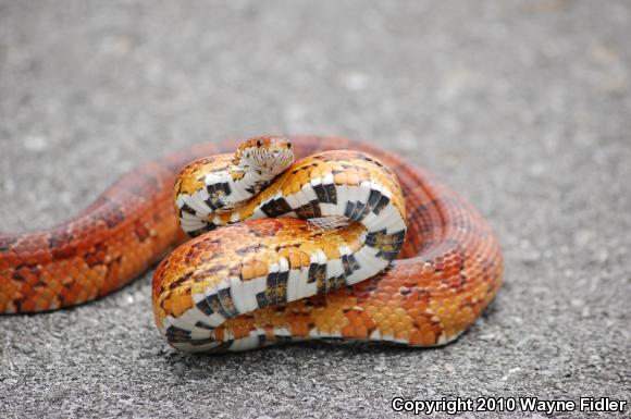 Corn Snake (Pantherophis guttatus guttatus)