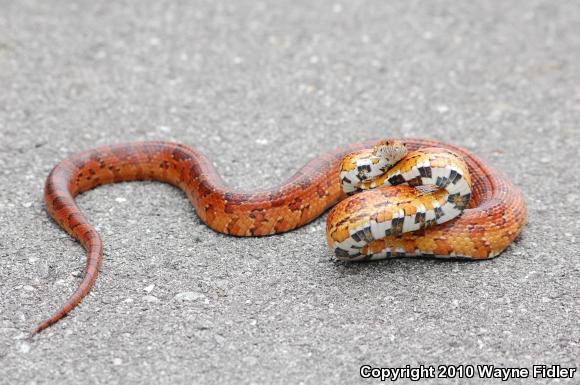 Corn Snake (Pantherophis guttatus guttatus)