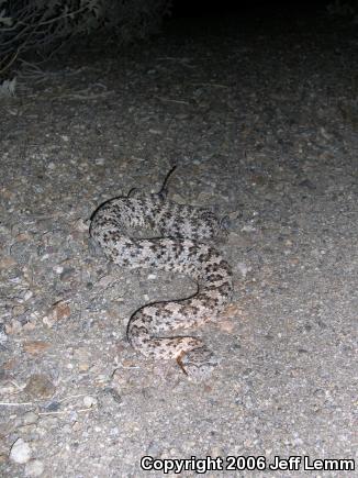 Southwestern Speckled Rattlesnake (Crotalus mitchellii pyrrhus)