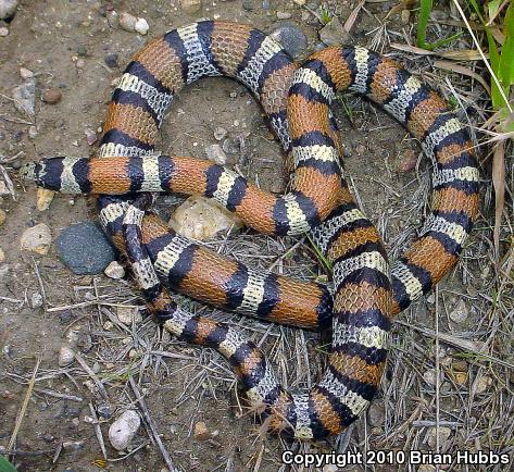 pale milksnake pale milksnake