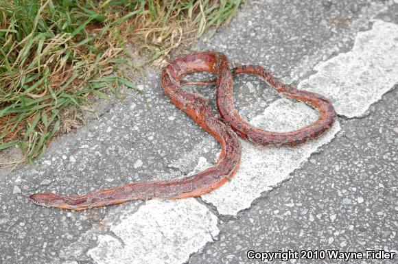 Corn Snake (Pantherophis guttatus guttatus)