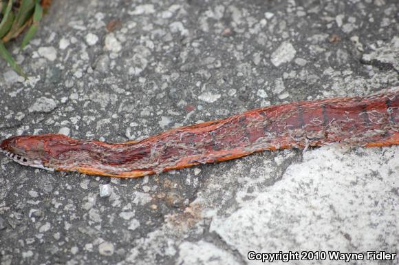 Corn Snake (Pantherophis guttatus guttatus)