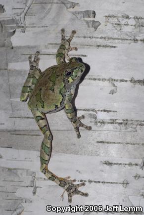 Gray Treefrog (Hyla versicolor)