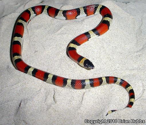 Mexican Milksnake (Lampropeltis triangulum annulata)