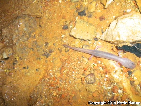 Grotto Salamanders (Typhlotriton)