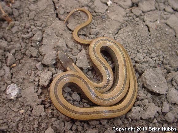 Tamaulipan Black-striped Snake (Coniophanes imperialis imperialis)