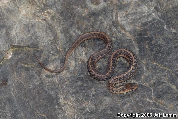 Maritime Gartersnake (Thamnophis sirtalis pallidulus)