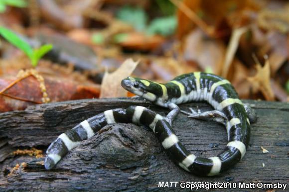 Ringed Salamander (Ambystoma annulatum)