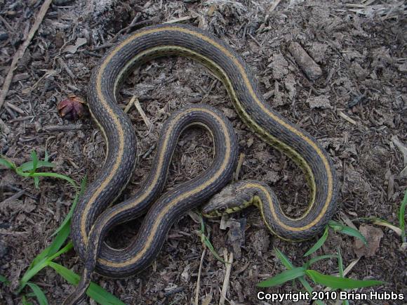 Mexican Gartersnake (Thamnophis eques)