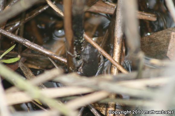 Northern Spring Peeper (Pseudacris crucifer crucifer)