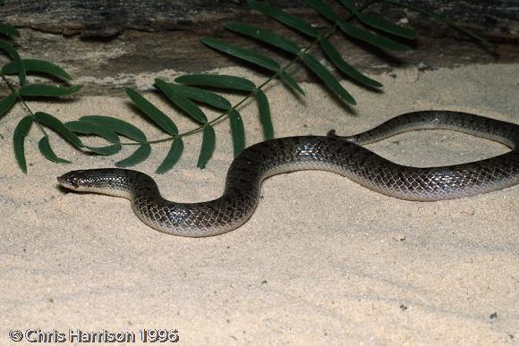 Tamaulipan Hook-nosed Snake (Ficimia streckeri)