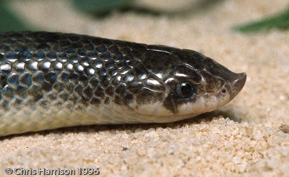 Tamaulipan Hook-nosed Snake (Ficimia streckeri)