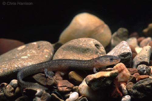 Valdina Farms Salamander (Eurycea troglodytes)