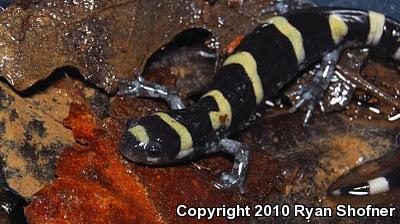 Ringed Salamander (Ambystoma annulatum)