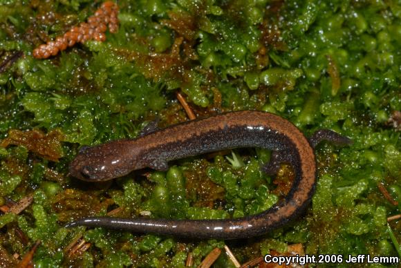 Eastern Red-backed Salamander (Plethodon cinereus)