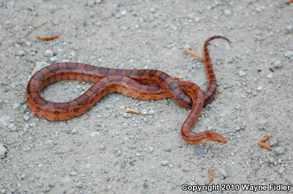 Corn Snake (Pantherophis guttatus guttatus)