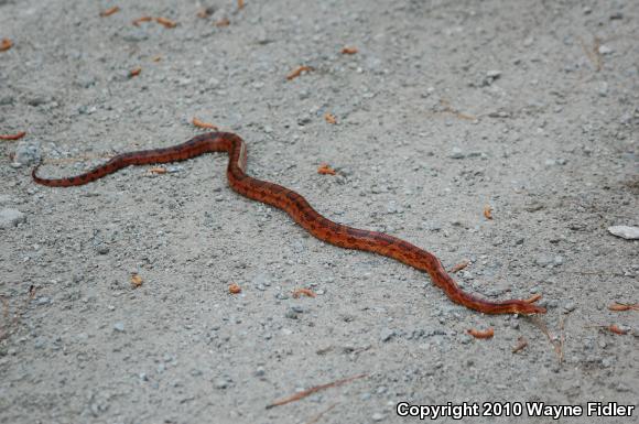 Corn Snake (Pantherophis guttatus guttatus)