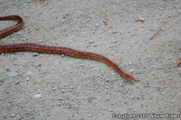 Corn Snake (Pantherophis guttatus guttatus)