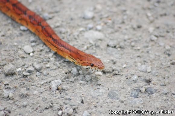 Corn Snake (Pantherophis guttatus guttatus)