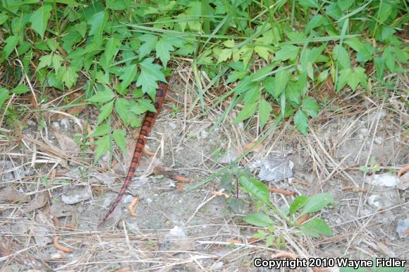 Corn Snake (Pantherophis guttatus guttatus)