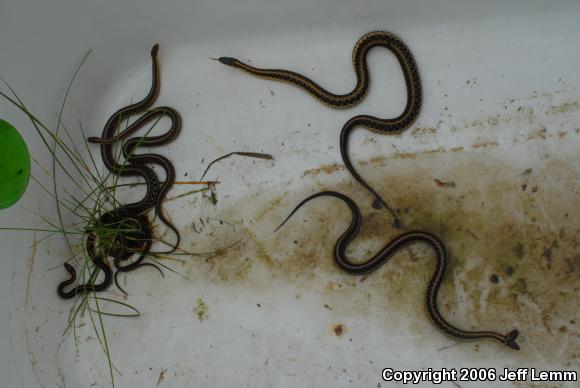 Maritime Gartersnake (Thamnophis sirtalis pallidulus)