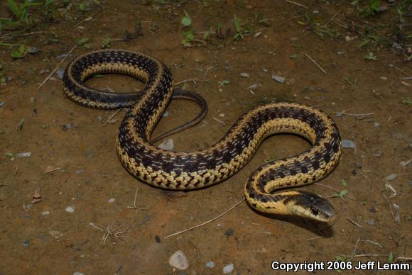 Maritime Gartersnake (Thamnophis sirtalis pallidulus)