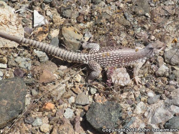 Sonoran Desert Iguana (Dipsosaurus dorsalis sonoriensis)