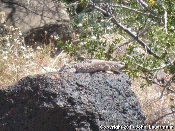 Sonoran Desert Iguana (Dipsosaurus dorsalis sonoriensis)