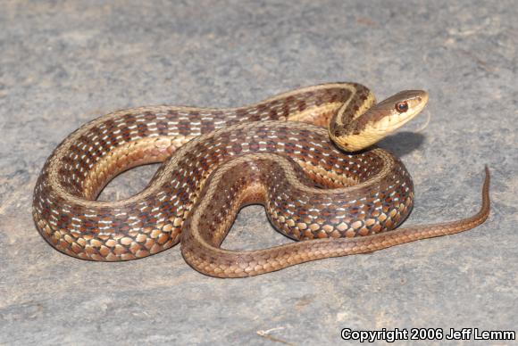 Maritime Gartersnake (Thamnophis sirtalis pallidulus)