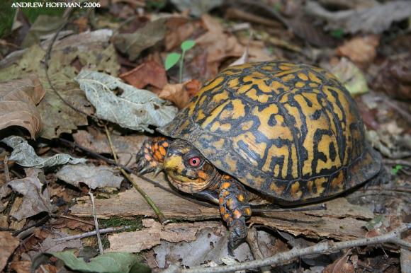 Eastern Box Turtle (Terrapene carolina carolina)