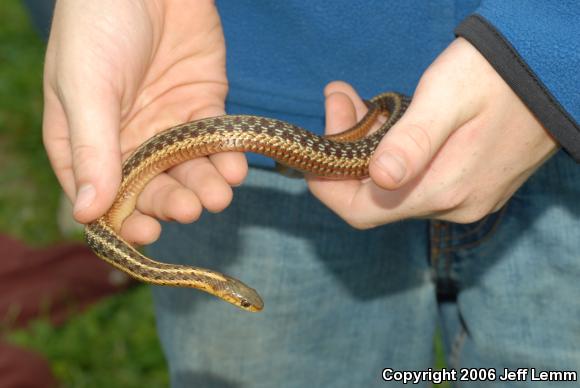 Maritime Gartersnake (Thamnophis sirtalis pallidulus)