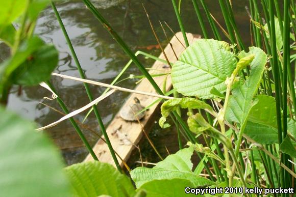 Yellow-bellied Slider (Trachemys scripta scripta)