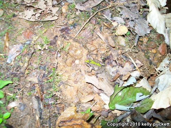 Eastern Cricket Frog (Acris crepitans crepitans)