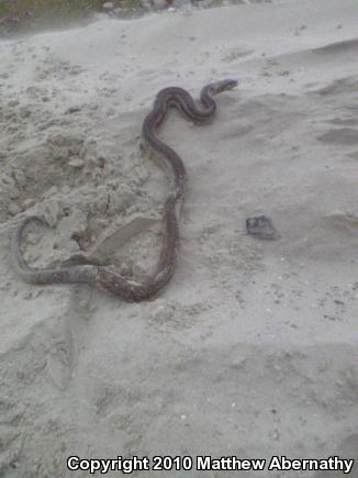 Gulf Saltmarsh Snake (Nerodia clarkii clarkii)