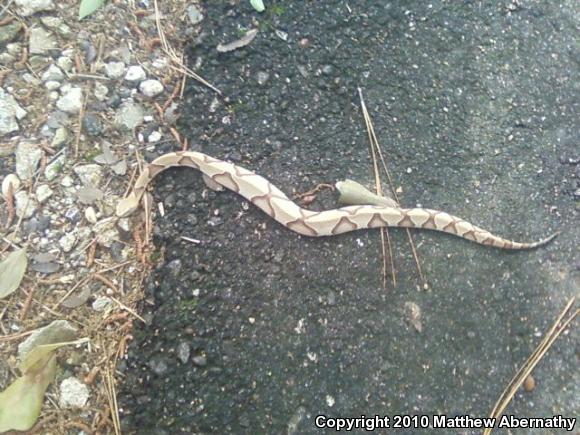 Southern Copperhead (Agkistrodon contortrix contortrix)