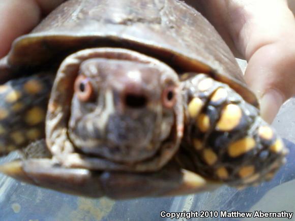 Three-toed Box Turtle (Terrapene carolina triunguis)