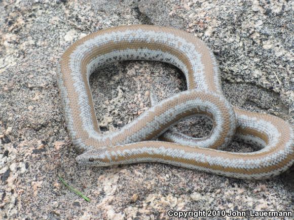 Coastal Rosy Boa (Lichanura trivirgata roseofusca)