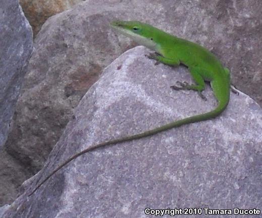 Green Anole (Anolis carolinensis)