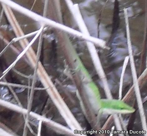 Green Anole (Anolis carolinensis)